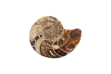 prehistoric fossil section of an ammonite