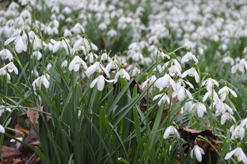 Blooming snowdrops in a forest