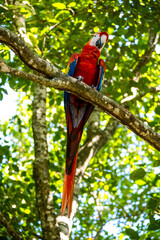 Roatan, Honduras, Karibik, Papagei