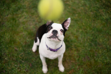 Boston Terrier dog on grass playing, looking up at a moving tennis ball.