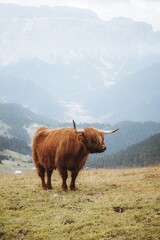 Scottish Cow