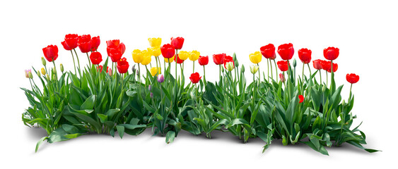 Flowerbed with blooming red and yellow tulips isolated on white background - obrazy, fototapety, plakaty