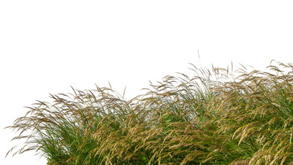 Close up of ornamental grass swaying in the wind isolated on white background