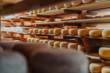 A large storehouse of manufactured cheese standing on the shelves ready to be transported to markets