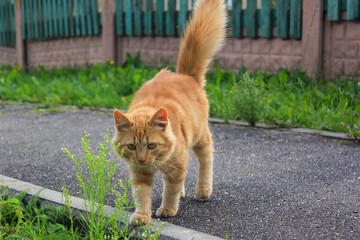 Fototapeta premium Street cat. A beautiful red fluffy cat walks down the street in summer.