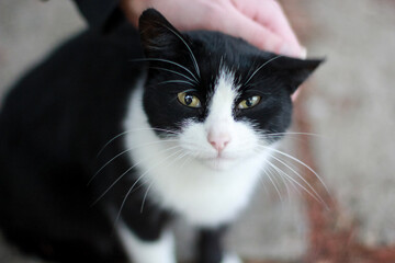 Man stroking a black and white cat on the head, close-up