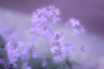 Fototapeta na wymiar Blurred purple flowers next to green leaves