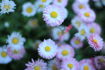 Daisy perennial flowers in a sunny garden , out of focus , blurred focus .Colorful pom-poms bloom. Spring nature background.