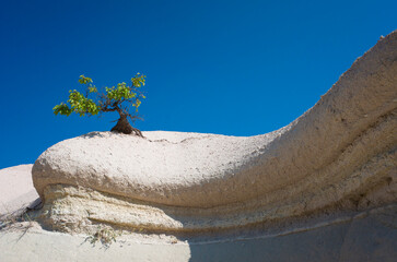 Miniature picturesque green tree growing on white soft weathered volcanic rock against blue sky,...