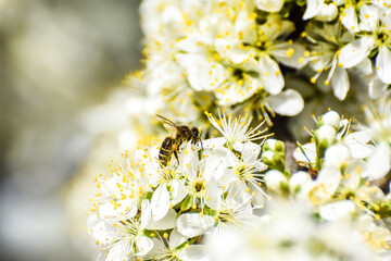 Honey bee collecting bee pollen from apple blossom. Bee collecting honey
