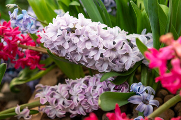 Hyacinth flowers in the garden