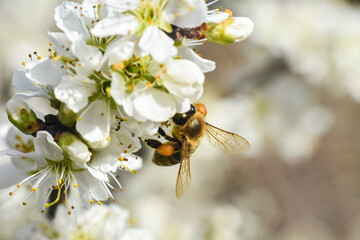 Honey bee collecting bee pollen from apple blossom. Bee collecting honey