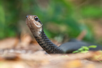 A southern black racer snake (a subspecies of eastern racer) searches for a meal at Mead Botanical Gardens in Winter Park, Florida.