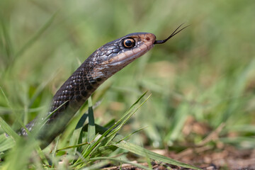A southern black racer snake (a subspecies of eastern racer) searches for a meal at Mead Botanical Gardens in Winter Park, Florida.