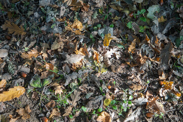 Feuilles disposées au sol durant l'automne dans une forêt