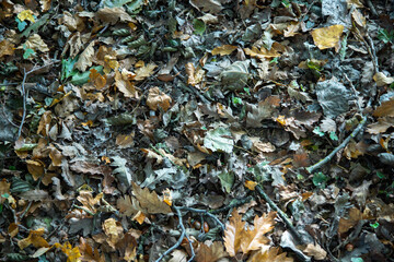 Feuilles disposées au sol durant l'automne dans une forêt