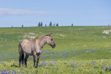 Beautiful Wild Horse in Summer in the Pryor Moutnains Montana