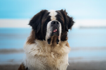 Bernard dog portrait on a beach