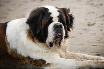 Bernard dog on a beach