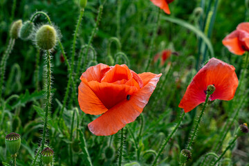 Red, poppy ,flower, green, grass, background 