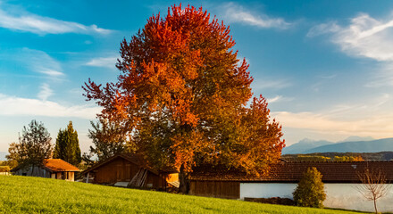 Beautiful alpine autumn or indian summer landscape view near Tettenhausen, Waging am See, Traunstein, Bavaria, Germany