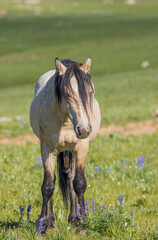 Beautiful Wild Horse in Summer in the Pryor Mountains Montana