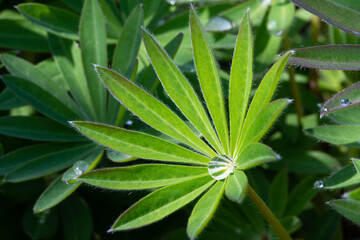 Blatt einer Lupine mit Wassertropfen im Zentrum