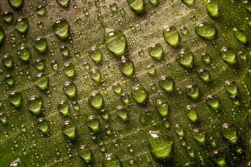 Fototapeta premium water drops on green leaf