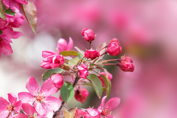 Blooming tree with pink flowers against on bright sunny day. A delightful airy artistic image with sunlight rays.