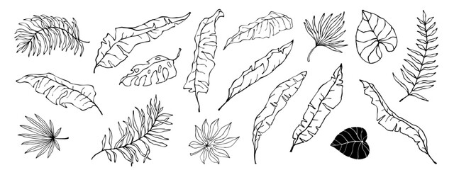 The collection of linear sketches of tropical leaves. Vector graphics.