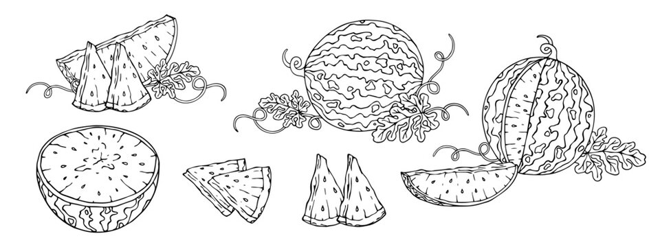 Set of linear sketches of watermelon with leaves and slices of summer berries.Vector graphics.