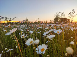 Fototapeta field of flowers obraz