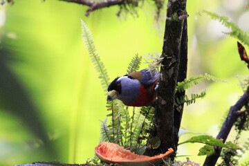Semnornithidae Compás o toucan barbets