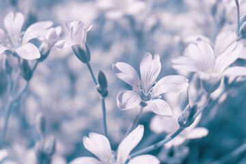 Fototapeta na wymiar Beautiful soft white spring small flower the macro. Beautiful easy airy artistic image. Soft focus. Tinting in blue tones