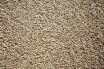 Raw whole dried Coriander seeds