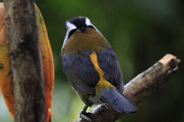 Semnornithidae Compás o toucan barbets