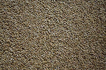 Raw whole dried Coriander seeds