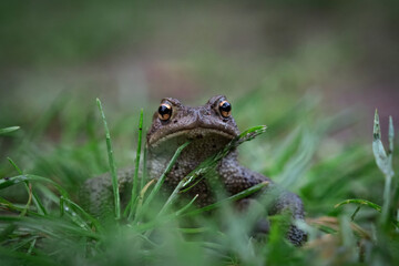 A common toad front view closeup at summer in saarland