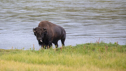 Buffalo bison bull sticking tongue out in the western  United States
