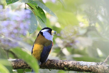 Semnornithidae Compás o toucan barbets