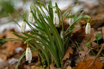 group of snowdrop flowers in a winter forest