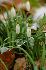 Obraz premium group of snowdrop flowers in a winter forest