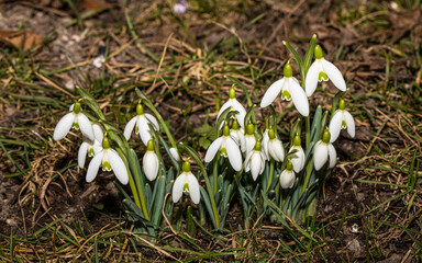 Schneeglöckchen im Garten