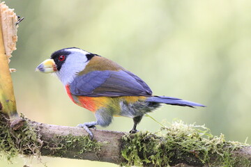 Semnornithidae Compás o toucan barbets