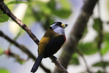 Semnornithidae Compás o toucan barbets