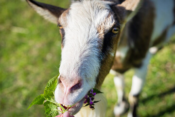 The goat looks into the camera, the goat stands among the green field, grazing the animal. Rural economy. Close-up.