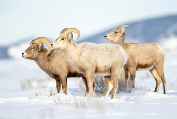 Big Horn Sheep (Ovis canadensis), Jackson Elk Refuge, Wyoming