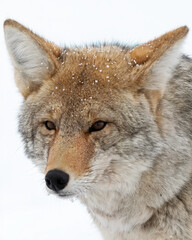 Coyote (Canis latrans) in winter snow, Yellowstone National Park, Wyoming