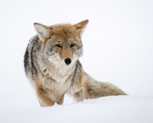 Coyote (Canis latrans) in winter snow, Yellowstone National Park, Wyoming