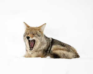 Coyote (Canis latrans) in winter snow, Yellowstone National Park, Wyoming